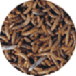 Mini-Mehlwürmer