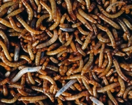 Mini-Mehlwürmer 250 Gramm