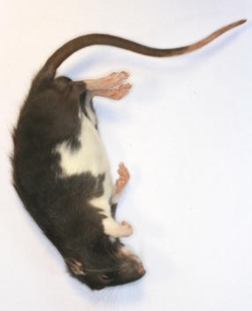 gefrorene Ratte klein