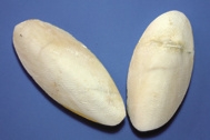 Sepia-Schalen, 10-12cm, Beutel 200gr.