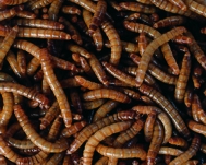 Mehlwürmer kaufen lebend - Die qualitativsten Mehlwürmer kaufen lebend auf einen Blick!