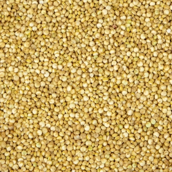 Quinoa, DIE KEIMSAAT, Beutel 1000gr.