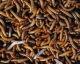 Mini-Mehlwürmer 500 Gramm