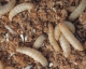 Wachsraupen-Bienenmaden Dose ca. 20 gramm ca. 40-50 Stück